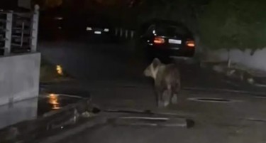 (ФОТО) МЕЧКА СЕ ПРОШЕТА НИЗ ГРАД ВО ГРЦИЈА: Жителите исплашени, дојдоа и пожарникарите