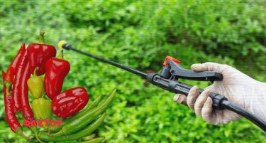 МАКЕДОНСКИ ПИПЕРКИ СО ПЕСТИЦИДИ БЕА ОТКРИЕНИ ВО ХРВАТСКА: Kупувајте внимателно, не тргувајте со здравјето