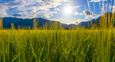 ИТАЛИЈАНЦИТЕ НА МАКА: Птици им ги уништуваат оризовите полиња