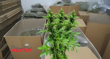 МИЛИОНСКИ ЗАГУБИ, БЛОКИРАНИ СМЕТКИ: Како работат дел од фирмите за одгледување на канабис за медицински цели кои пред 6 години добија дозвола за работа?