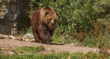 ЖИТЕЛИ НА ДЕБАР ВИДЕЛЕ МЕЧКА НА БУЛЕВАР: Oд Здружението на ловци „Стогово“ советуваат како да се заштитите при средба со нив