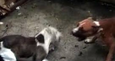 Обвинителство: Уапсени организатори на борби со кучиња, публика имало од Македонија, Грција и Косово