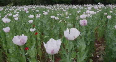 ИМА ДОБРИ ПРИНОСИ, А БАРА МАЛКУ ЃУБРИВО: Оваа култура станува популарна во Војводина