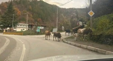 Уапсен таткото со двете ќерки кои „шефуваат“ со кравите низ кривопаланечко