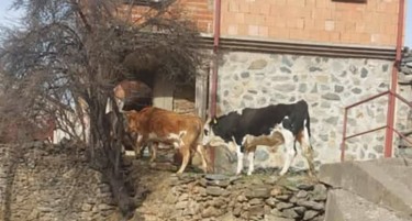 Обвинителството побара притвор за краварите што го малтретираат месното население