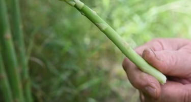 Култура со голем потенцијал - заработката е до 20.000 евра по хектар