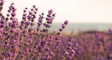 Наместо сливи и кајсии, тој избра лаванда и направи хит ликер